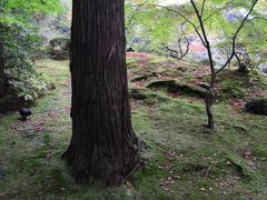 秋の宮城②　～霧の松島・円通寺紅葉～蔵王、仙台