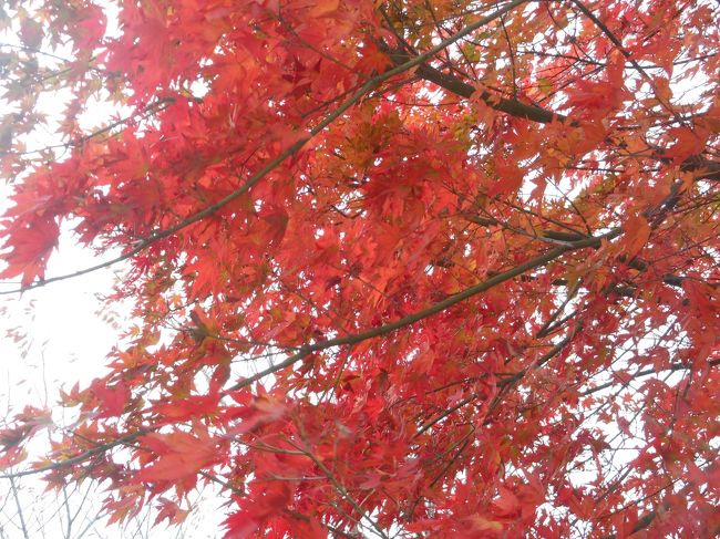 温泉と紅葉を堪能しようと今年は那須高原に。