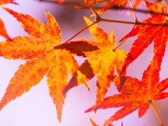 府中の森公園の紅葉（2014年11月）～意外にあなどれないと都立の公園