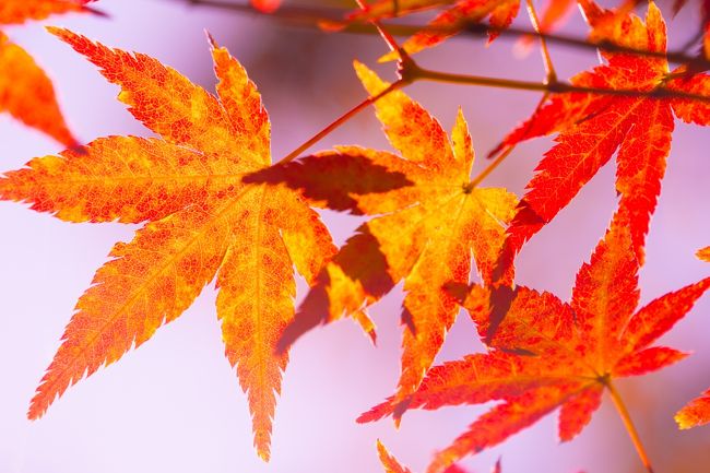 前の昭和記念公園の紅葉の旅行記に続き、今シーズン2度目の紅葉見物です（→そう言えば、一時期昭和記念公園の記事がトップページの「おすすめ旅行記」に掲載されてビックリしました！）。<br /><br />場所は東京都府中市にある「府中の森公園」。週明けに京都へ紅葉メインの旅行が控える中で、自宅から比較的近いという理由で紅葉撮影の練習がてらフラッと行ってきたところです。そんな軽い気持ちで行ったのですが、意外に楽しめました。<br /><br />【施設等のURL】<br />府中の森公園の公式サイト：http://musashinoparks.com/kouen/fuchu/ <br /><br />【関連旅行記（今シーズンの紅葉）】<br />昭和記念公園の紅葉：http://4travel.jp/travelogue/10949713