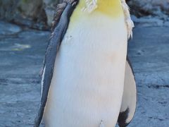旭山ZOO-5　ペンギン　大きいのはキングペンギン　☆水中遊泳はハイスピード