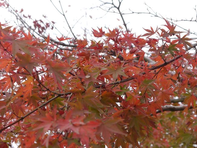 昨日は、五月晴れ！でも用事があり出掛ける事が出来ない。<br />そんなで、今日出掛ける事にしました。<br /><br />行程は、横須賀⇒大船経由藤沢駅→法善寺(日蓮宗)⇒弥勒寺(日蓮宗)⇒佛行寺⇒円久寺(日蓮宗)⇒長寿寺(臨済宗)⇒<br />　　建長寺(臨済宗)⇒鎌倉駅⇒横須賀駅着<br /><br />なんせ給料前、金欠なので節約して歩き優先になりました。<br />結構足に来ました。<br />