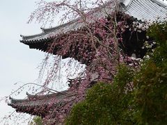 興福寺と平城京跡を訪ねる