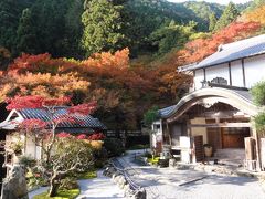 秋の京都大原　静寂の古知谷阿弥陀寺と人混みの三千院。午後はレサオフ★京都市動物園のレサパンBABYの命名式へ　（作成中）