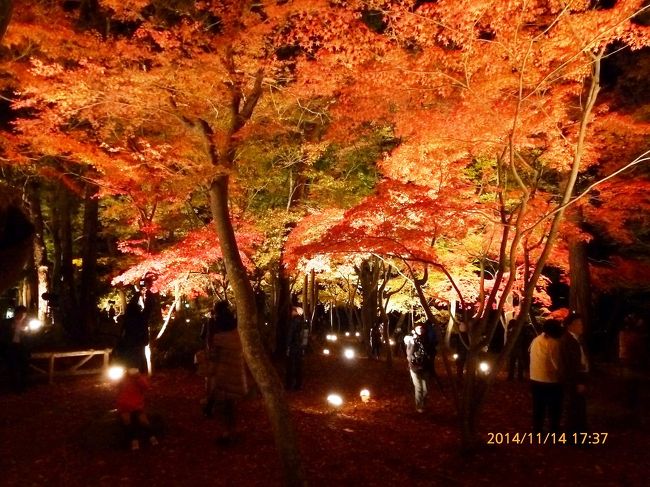 11/14の週末に仕事で埼玉県所沢市に出張しました。<br />明日は休みなので、例の如く、そこから本日から紅葉ライトアップが始まる長瀞の紅葉スポット月の石もみじ公園へ向かいました。