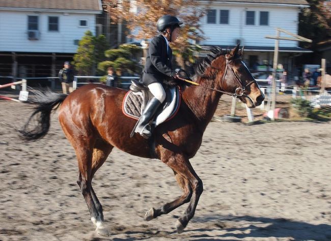 この数日前に上三川に乗馬クラブがあるのを知り、<br />外からも自由に見学出来ました。<br />そこの関係者に12月１日に大会があるよって教えられたので、<br />買い物に向かう途中、終わってたら諦めようと思ってたけど<br />まだやってたので、見て写真を撮りました＾＾<br /><br />行った時間にやってたのはジュニアの部でした。<br /><br />それでも乗馬はベテランさんです＾＾<br />