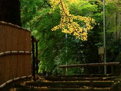 京都　紅葉めぐり～金蔵寺