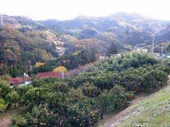 錦秋の岩根山・葉原峠ハイキングコースを歩き風布みかん山でみかん狩りを楽しむ