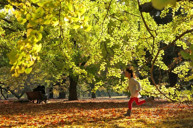 東京では、山沿いの奥多摩あたりではもちろんのこと、平地でも立川の昭和記念公園などでは既に紅葉が始まっていますが、都心の紅葉、都心の秋色を探るべく、散歩を兼ねて新宿御苑に行って来ました・・・<br /><br />新宿門の大銀杏、新宿門を入ってすぐのところのモミジ、下の池周りのモミジ、日本庭園のモミジなどはまだ見頃には早い状態でしたが、その他のエリアでは秋色の見頃が始まっていました・・・<br /><br />