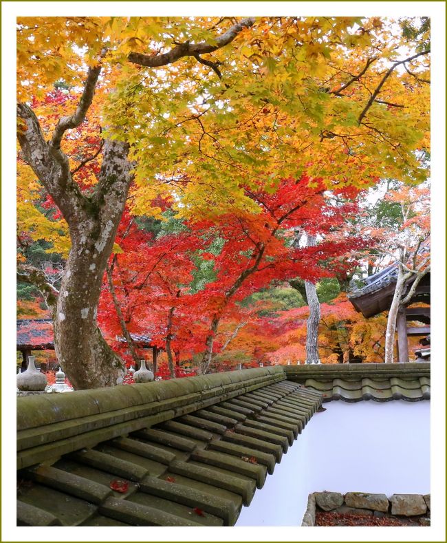 ■紅葉の名所「佛通寺」色とりどりの鮮やかな紅葉を楽しむ♪／広島県三原市高坂町<br />　<br />　西日本屈指の禅道場として知られる臨済宗佛通寺派の大本山です。秋になるとモミジやカエデなど色とりどりの鮮やかな紅葉が鑑賞できます。県内でも有数の紅葉名所です。１０月下旬～１１月下旬は境内の拝観料が必要です。駐車場は無料。<br /><br />【手記】<br />　「佛通寺」参道編　http://4travel.jp/travelogue/10952584　のつづきです。<br />　この秋はちょっと紅葉観賞に嵌まっており、いろんな所をウロチョロしております。何度目の訪問になるでしょうか？２年ぶりに仏通寺へ行って参りました。モミジやカエデの葉っぱが黄、赤など色とりどりに色づいてちょうど見ごろ、グッドタイミング！でした。