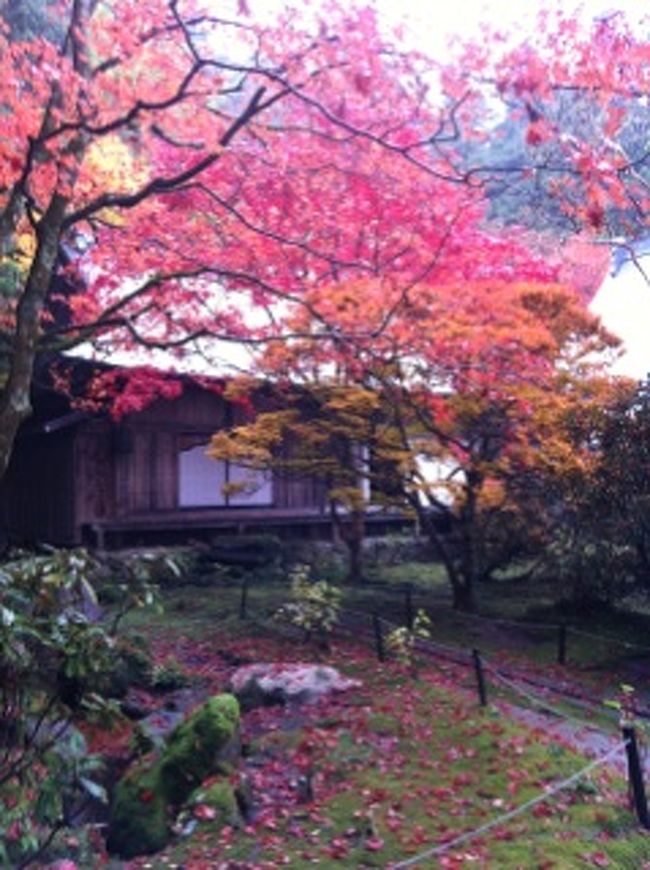 駒ヶ根市光前寺、霊犬早太郎伝説と枝垂れ桜で有名ですが、紅葉も見事！！