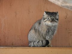 埼玉県こども動物自然公園