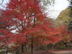 宝塚の秘湯　武田尾温泉の紅葉