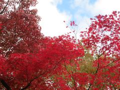 京都の紅葉はどんなかな～～～京都美術館からランチの後は南禅寺