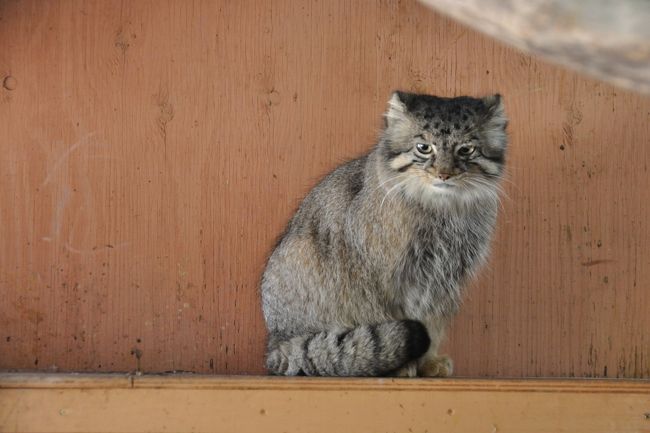 カピバラ温泉をやるというので見に行きました。<br />この日は埼玉県民の日だったらしく、無料で入れました。<br />中の施設も無料で、土日のみのイベントも開催されていました。<br />バター作り、ペンギンの餌やり、カピバラ温泉の足湯が人気の様で、有料です。<br />だだっ広くて山なので、全部は回れません。目的を決めて行った方が良いです。<br />歩いた割には動物の写真があまりゲット出来ていなくてガッカリでした。。<br />バス乗り場がわからない、帰りのバスは本数が少ないので、他のお客さんも文句言ってました。