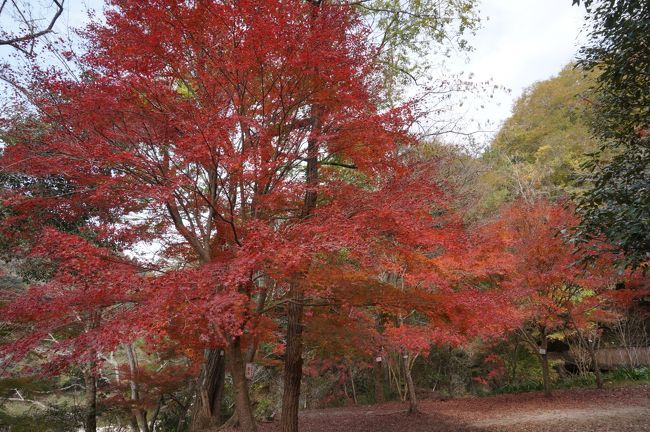 珍しく夫婦二人で平日が休みになった今日、「紅葉でも見に行く?」と言っていたのですが、週間予報では雨とのこと・・・「やめようか。」<br /><br />でも当日は朝からお日さまが顔を出し良いお天気。<br /><br />昼からは曇ってくるそうなので、近場の武田尾温泉に行くことに・・<br /><br />朝のテレビ番組でやっていた廃線跡のハイキングも取り入れてプチ紅葉狩りをしてきました。