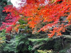 カメラをポケットに長岡天満宮と淀城址で紅葉を探して見ました