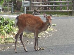 世界遺産の島 屋久島トレッキングの旅 ２日目