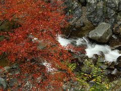 旅するイルカ♪　紅葉狩り　和歌山　玉川狭へ