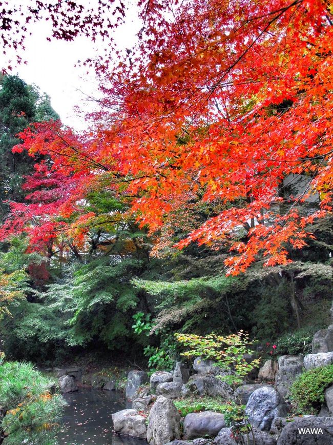 カメラをポケットに長岡天満宮と淀城址で紅葉を探して見ました。写真には極端な編集や色付けを行っていませんので今からの紅葉狩りの参考になれば幸いです。（速報）<br /><br />①移動60分　大阪⇒御堂筋⇒吹田IC⇒大山崎IC⇒長岡京市<br />②長岡天満宮参詣60分<br />③淀城址30分<br /><br /><br />