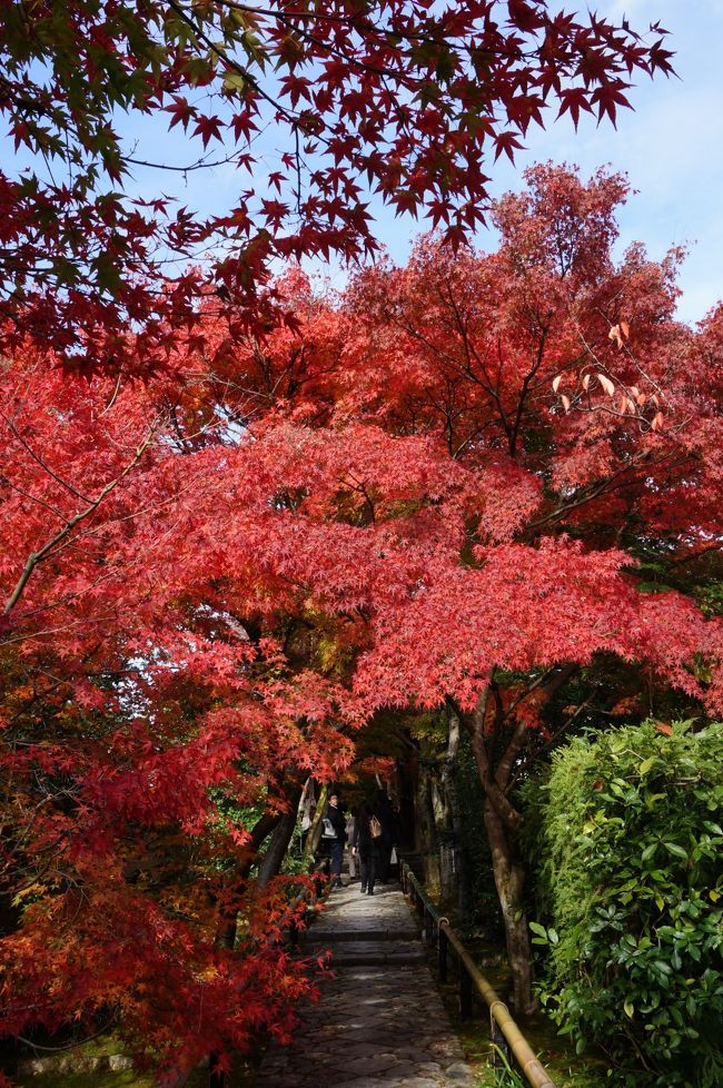 人が一杯いるだろうなーと思いつつJRのポスターに使われている鷹峯の源光庵に行きました。<br />入場制限するくらい人が多かったけど、ポスターそのものの素敵な紅葉を見ることが出来ました。<br /><br />その後光悦寺、しょうざんリゾート、金閣寺と周りました。<br />何処も紅葉が綺麗で秋の京都を満喫しました。