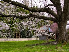 桜紀行 in 2014 - 宮城編