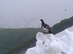 雷鳥と共に立山登山　