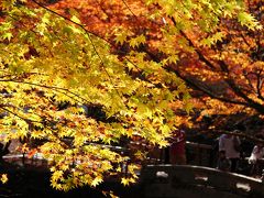 丹波の紅葉めぐりへ！