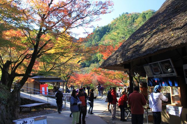 愛知の紅葉と歴史を巡る旅（11月15日）