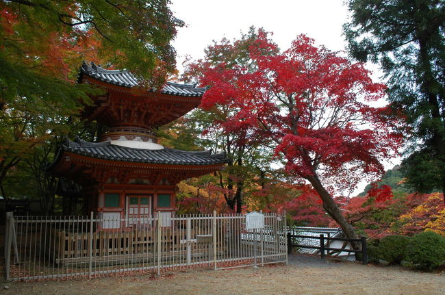 自宅の近くに有ります紅葉の名所です。<br />すぐ近くには「いよやかの里」の温泉もあります。<br /><br />１１月２３日が「もみじ祭り」です。<br />この日はお店が出て賑わいますので写真撮るには人が多すぎますので今日行ってきました。<br /><br />紅葉は見ごろで人は少なくていい写真が撮れました。