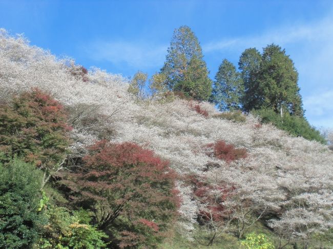 実家の法事があり　行ったついでに小原の四季桜を<br />見て来ました<br />いつも渋滞をするので　早めに出て　渋滞もなく<br />駐車場もすぐに入れました<br /><br />川見四季桜公園・・・桜は満開ですが紅葉はもう少しでしたが　でも綺麗でしたよ<br /><br />ふれあい公園にも寄って見ました<br />ここも凄い人です　ここの方が紅葉が綺麗でした<br /><br />市場城址・・・交通整理の叔父さんが綺麗だよっと<br />教えてもらい　行ってみました<br />中々　よい城跡でした<br /><br />たまに日も当たり　青空のバックで撮れました<br />実家の母親も連れて　遊んで来ました<br />