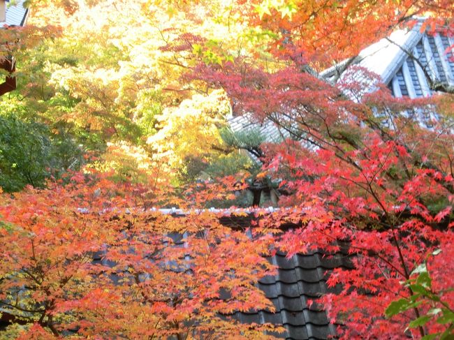 お食い初めに京都へ出かけました。<br />少し紅葉には早いかもしれませんが、<br />やはりこの時期は「紅葉でしょ。」ということで、<br />紅葉の名所のひとつである永観堂を訪ねることにしました。<br />永観堂は「もみじの紅葉」といわれるように鮮やかな赤が有名ですが、<br />赤一色とは行きませんでしたが、緑に色付き始めた紅葉が映えて<br />それはそれでとてもきれいでした。<br />