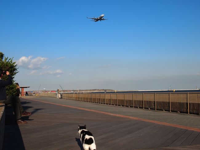 都心から近い大田区のキャンプ場。<br />「城南島海浜公園キャンプ場」<br /><br />このキャンプ場は毎年寒くなった11月か3月に来ています。<br />なぜかというと夏は暑いし12月から2月は日帰りのみの受付なんです。<br />また、冬に山でキャンプするのは過酷すぎるが、<br />ここなら冬キャンも楽しめる。<br /><br />風向きにもよりますが離発着の飛行機が上空を通過します。<br />運が悪いと深夜と早朝の快眠は無理かも。