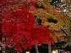 山梨紅葉狩り