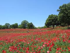 春5月花いっぱいの昭和記念公園2014 富士山とスカイツリーが見える