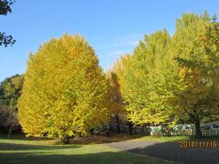 秋の紅葉がきれいな昭和記念公園　2014年