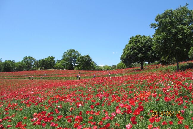 昭和記念公園の５月はパンジとけしで園内が花でいっぱい。<br />こもれびの丘はけしの花が咲きみだれていた。<br />こもれびの丘頂上からは72キロ先にある富士山が今日ははっきりと見えた。<br />３７キロ先にあるスカイツリーも今までの中でも一番よく見えた。