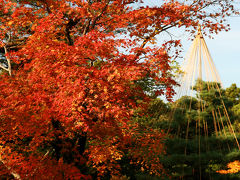 見頃を迎えた金沢・加賀の紅葉をめぐる旅（その1、静かな早朝の兼六園から賑わう近江町市場へ）