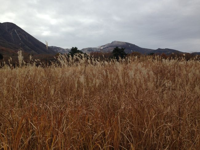 大分県の九重高原に紅葉見物に行ってきました。始めに、ラムサール条約により守られたことで有名なタデ原湿原に到着。タデ原の見頃はちょっと過ぎていたようですが、とても美しい景色を楽しむことができました。次回、春先にやってきたいと思わせる景色でした。次に、６年前にできたときから渡ってみたかった「夢」大吊り橋を渡ってみました。風はあまりなかったのですが、それでも結構揺れました。渓谷の紅葉も美しく、大勢の人が集まってくるはずです。