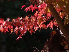 11月中旬の成田近辺