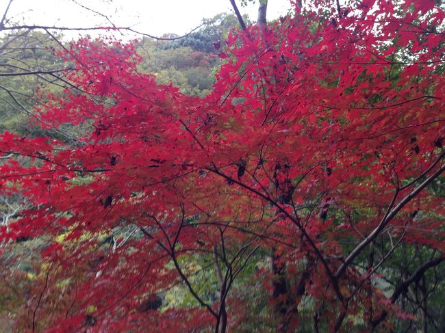 半年ぶりの登山なので、ゆっくりゆったりマイペースで山を登りながら、紅葉の山を楽しむことに(^^)<br /><br />JR三宮を10時過ぎに出発、新神戸駅まで歩き、軽くウォーミングアップ。<br />新神戸→布引の滝→市が原→再公園。<br />帰りも同じルートで、秋の山を期待して出発。<br />新神戸を出発して10分程で早くも息が上がりだして焦る(^^;;<br />やっぱり体がなまってます。<br />休みながらゆっくり紅葉を眺めながら登って行くと体も少しづつ慣れてきました。本当に今年の紅葉は綺麗でした。山の空気と景色の素晴らしさで、買って行ったコンビニのおにぎりも美味しい！<br />今回の六甲山のこのコースは登山という程ではないので、登山を始めてみたいなぁ。と思う方にもオススメです。<br />桜、新緑の季節、四季折々の楽しみがあります。<br />たがしかし、この体のだるさは久々に体を動かしたからだろうなぁ。明日は筋肉痛かも(^^;;<br /><br />再公園には車やバスでも簡単に来れてしまいますよ(^^) <br />台風の大雨で通行止めもあるので、バスの運行も含めて確認してね。