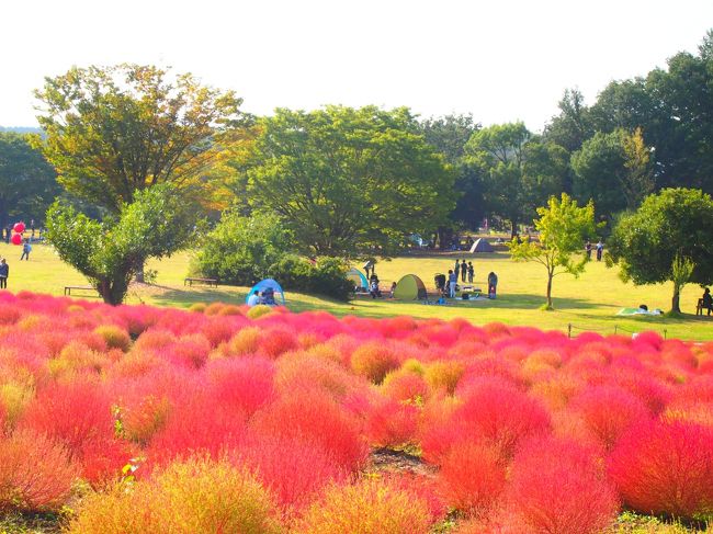 コキアからコスモスまで、秋の花々を楽しんだアクティブな週末 in 埼玉♪