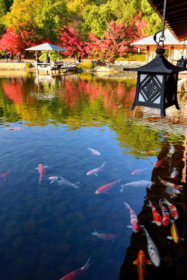 2014・紅葉彩る山陽道（広島県）をぶらりと巡る旅♪<br /><br />秋も深まる11月の中旬、広島県へ仕事で出張することになりました。<br />（特に県外の出張は若い者から充当される気が…）<br />実は去年も同じ時期に広島県に出張があり、江田島と宮島を訪れましたが、今年も少し早めに出発して、紅葉の真っただ中の広島県をぶらりと巡ることに☆<br /><br />まず１日目は、那覇空港から１日１便の直行便に乗って「広島空港」まで移動し、空港から歩いて５分ほどの場所にある日本庭園「三景園」へ寄り道してみました。<br /><br />園内ではちょうど「もみじ祭り」も開催していて、まさに紅葉も見頃！<br />最初はちょっとだけ寄るつもりだったのが、庭園の美しさに引き込まれ結局閉園ギリギリになっちゃいました。<br />ま、それはそれで旅の嬉しいサプライズですけど♪<br /><br />〔旅の行程〕<br />・那覇空港 ～ 広島空港 ～ 三景園 ～ 三原駅（泊）<br /><br />〔2014・紅葉彩る山陽道（広島県）をぶらりと巡る旅〕<br />・11月15日（１日目）午後：三原市/三景園（この旅行記）<br />・16日（２日目）午前：三原市/佛通寺＆三原城跡<br />　～山紫水明の地が艶やかに染められて…大本山佛通寺へ～<br />　　http://4travel.jp/travelogue/10957072<br />・16日（２日目）午後：尾道市/生口島散策①<br />　～しまなみ海道に連なる「生口島」へ渡り、港町・瀬戸田を歩く①　耕三寺博物館編～<br />　　http://4travel.jp/travelogue/10957548<br />・16日（２日目）午後：尾道市/生口島散策②<br />　～しまなみ海道に連なる「生口島」へ渡り、港町・瀬戸田を歩く②　向上寺三重塔編～<br />　　http://4travel.jp/travelogue/10961016<br />・17日（３日目）：尾道市/尾道市街散策<br />　～歴史と文学の香り漂う風光明媚な港町・尾道へ～<br />　　http://4travel.jp/travelogue/10962428<br />・18日（４日目）午前：広島市/広島市街散策<br />　～水都・広島にそびえる「鯉城」へ…安芸国・広島城登城記 ＆ 市街に残る歴史遺産を訪う～<br />　　http://4travel.jp/travelogue/10963510<br /><br /><br />〔2013・「美しい瀬戸内」（広島周辺）をぶらりと巡る旅〕<br />・旅行記【１】～２つの記憶を追って…江田島・旧海軍兵学校＆音戸の瀬戸へ～<br />　http://4travel.jp/travelogue/10933206<br />・旅行記【２】～日本三景の地・宮島へ（嚴島神社トワイライト編）～<br />　http://4travel.jp/travelogue/10942301<br />・旅行記【３】～日本三景の地・宮島へ（紅葉に包まれる島内散策編）～<br />　http://4travel.jp/travelogue/10944463　 <br />・旅行記【４】～宮島信仰の聖地・弥山へ登る～<br />　http://4travel.jp/travelogue/10947709