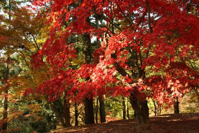 原不動滝は二度目、最上山公園は初でした<br />最上山公園の紅葉は　昨日NHKでニュースになっていまして<br />大きな期待を持って行きました。<br />もちろん　期待以上の紅葉でした<br />人も少し多かった