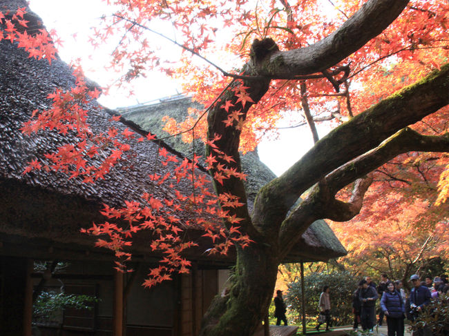秋も深まり、各地の紅葉便りが聞かれるようになりました。<br />佐賀県神埼町の名勝「九年庵」、厳木町の「環境芸術の森」、武雄市の「御船山楽園」に紅葉狩りに出かけて来ました。<br />写真は九年庵<br />