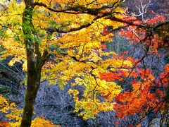 ◆禁断の紅葉・戸草川渓谷・再訪記