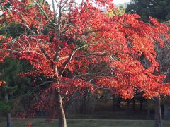 秋の奈良をちょっぴり散歩しました ♪        30分だけ“しまかぜ”にも乗りました！