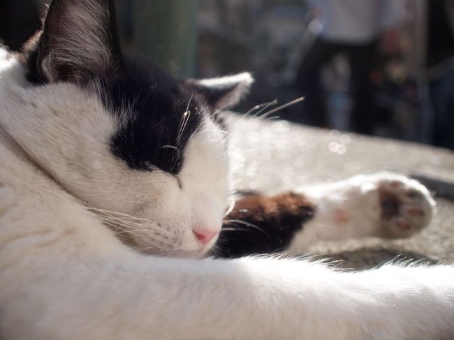 ☆猫巡礼の旅④　ー谷中の猫寺探し いつも失敗編☆