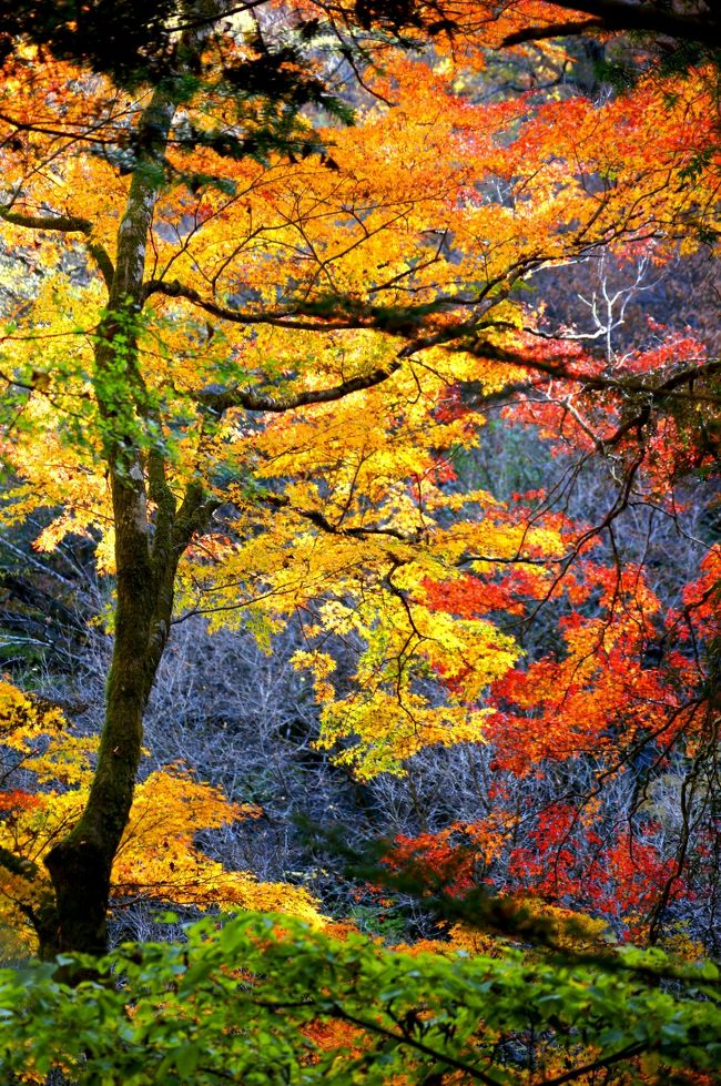 ☆１１月上旬にようやく訪れることができた“福島県いわき市の禁断の渓谷”こと<br />“戸草川渓谷”に名残りの紅葉を見に行ってきました。<br />東北の湘南とも称される温暖ないわき市の紅葉は同じ福島県でも最も遅く紅葉します。<br />その中でも戸草川渓谷は阿武隈山地にあるので沿岸部よりは早く色付きますが<br />それでも１１月下旬になってようやく見頃を迎えました。<br /><br />戸草川渓谷のある県道３９０号線はほぼ全面通行止め状態なので<br />前回はかろじて入渓できる“いわき市田人町貝泊”地区からのの上流ルートを使いましたが、今回はどこまで入れるか分からないまま、<br />一か八かで才鉢地区から入渓する下流ルートを辿ってみました。<br />(こちらのルートの方が我が家からは断然近いもので・・・)<br /><br />結果としては二階滝までは行けましたが、その先は復旧工事が始っていて<br />行けませんでした。<br />でも二階滝の手前(下流の才鉢側)にも小ぶりながら優美な滝があるこを知り<br />十分楽しむことがきたと共に、また新たなお気に入りスポットが増えました。<br />
