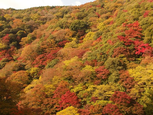 東海自然歩道は、「明治の森高尾国定公園」と、大阪の「明治の森箕面国定公園」を結ぶ、緑豊かな自然と貴重な歴史を 伝える文化財を訪ね、心身の健康と安らぎを与える総延長１，６９７．２ km の長距離自然歩道です・・・・東海自然歩道ＨＰより。<br /><br />箕面滝は、大阪府箕面市の明治の森箕面国定公園内にあって、度々ツアーの案内など見て、一度は行ってみたい場所でした。<br /><br />付近は、ハイキングコースでもあって、１泊した翌日出かけることにした。<br /><br /><br />表紙の写真は、陽が差してきて、山肌のパッチワークが美しい箕面の山